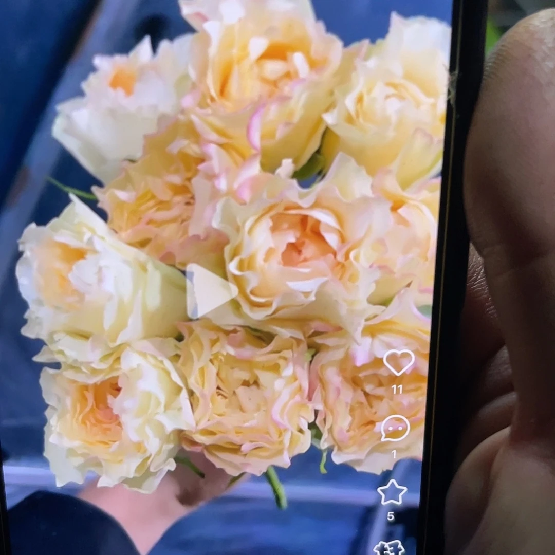 无花朵——-浪漫月光 福利款