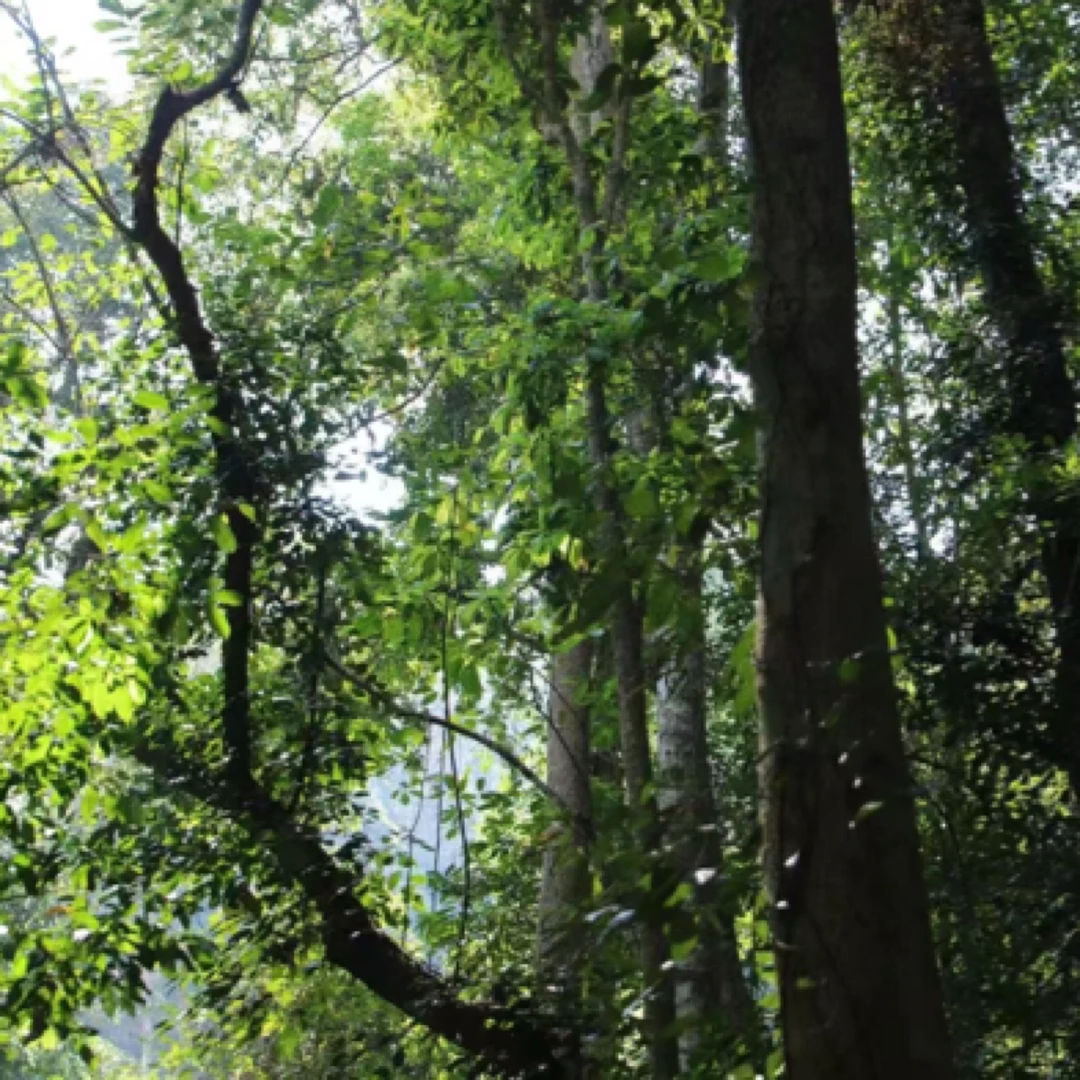 【黑水粱子】2025头春头採黑水粱子普洱生茶