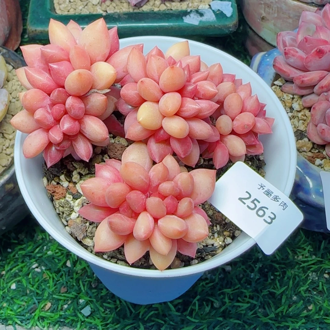 桃花源小树，2563多肉植物