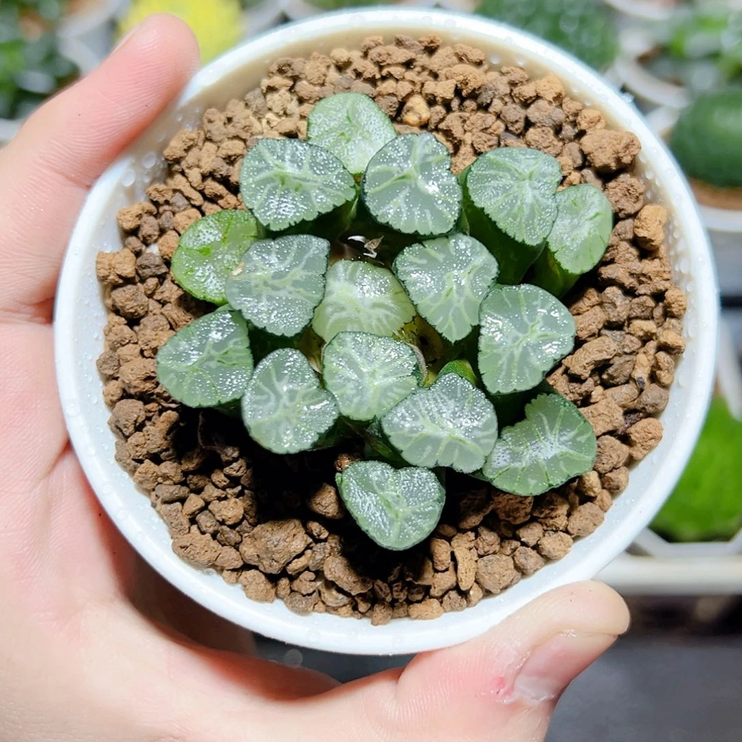 火烧元万象原盆原土