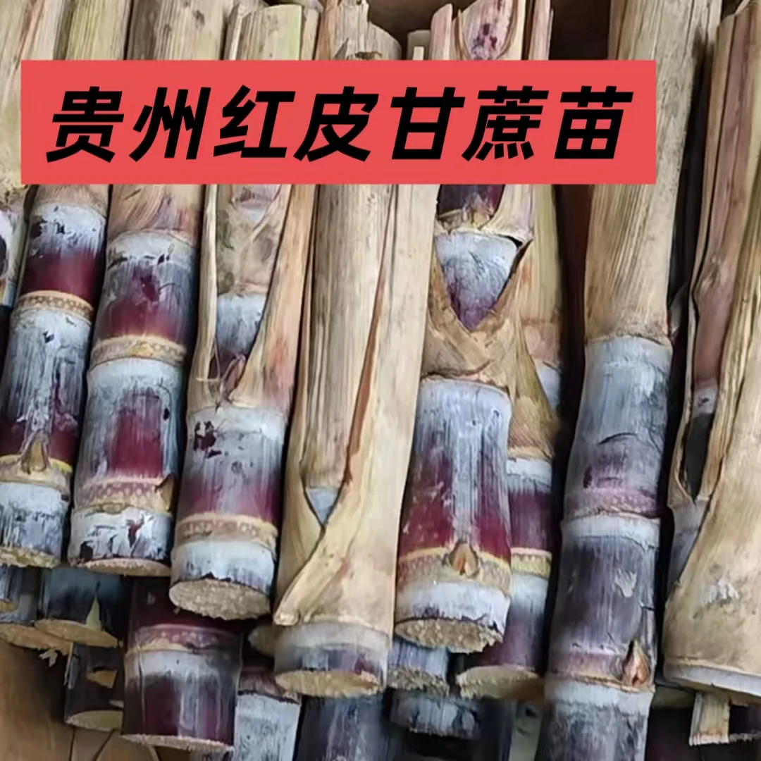 甘蔗苗，贵州红皮甘蔗苗，不出苗免费补发