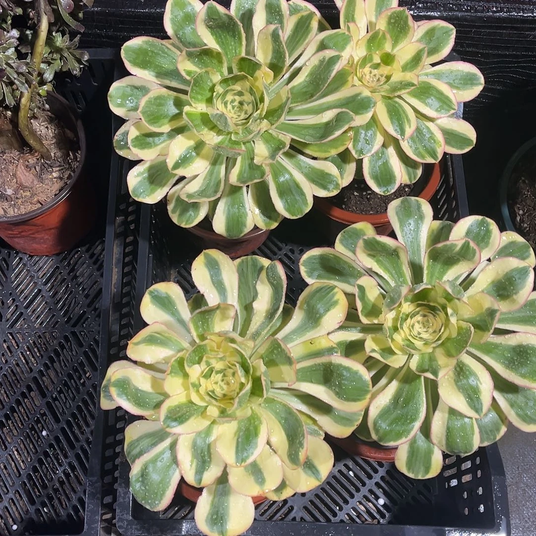 法师多肉植物漂亮漂亮