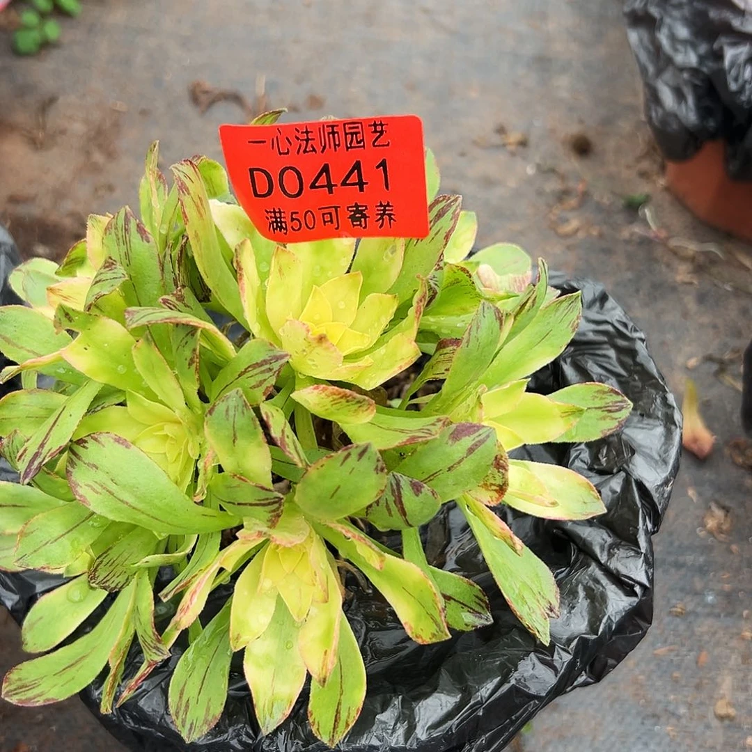 0441多肉植物荷花