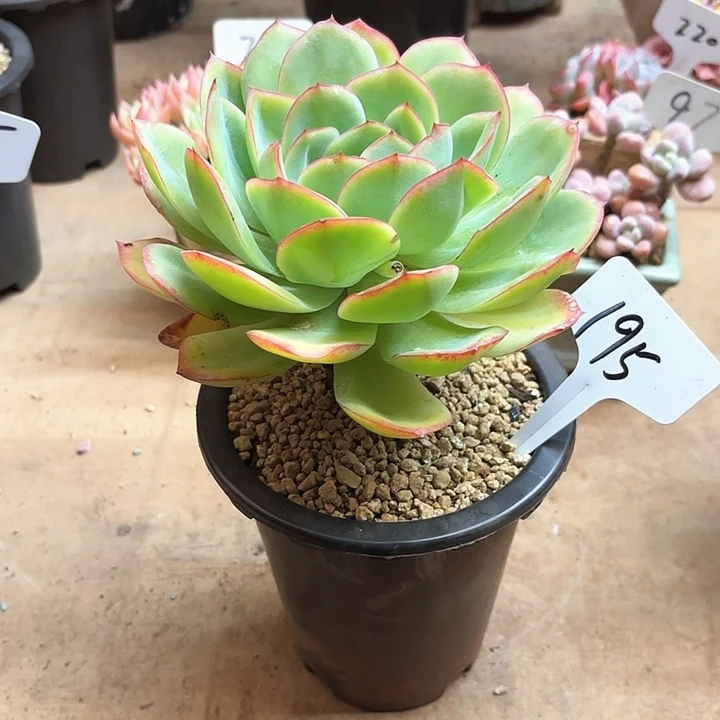 多肉植物，晨露195号