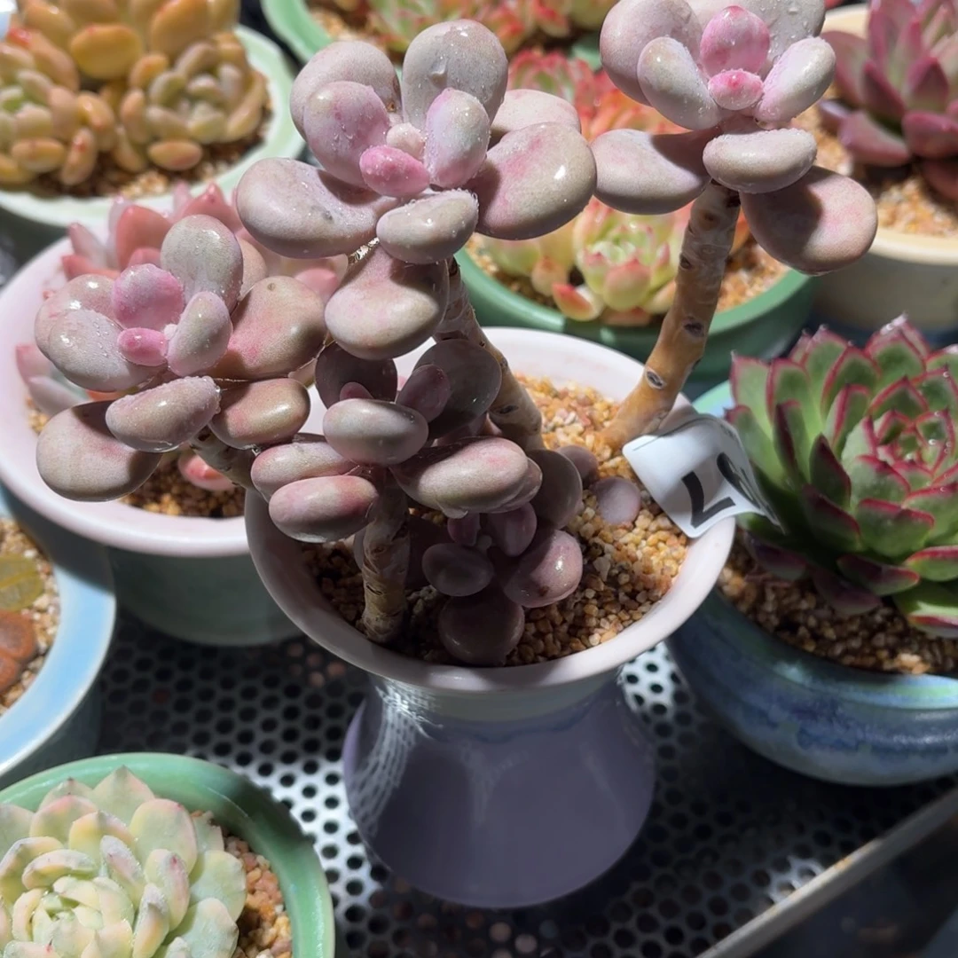 小****桃蛋多肉带盆发货197