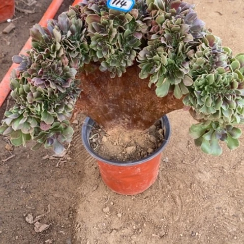 玫瑰缀化一物一拍