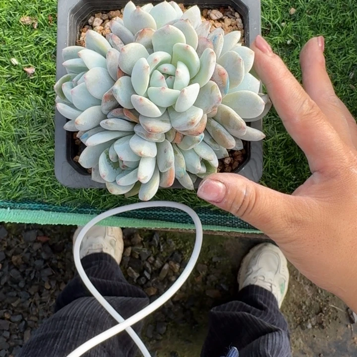 完美捧花橙子群多肉植物绿植