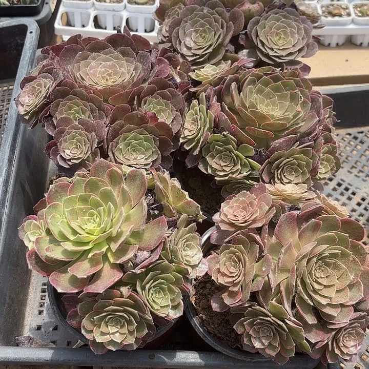 圆叶沙拉碗法师随机2盆一组发货