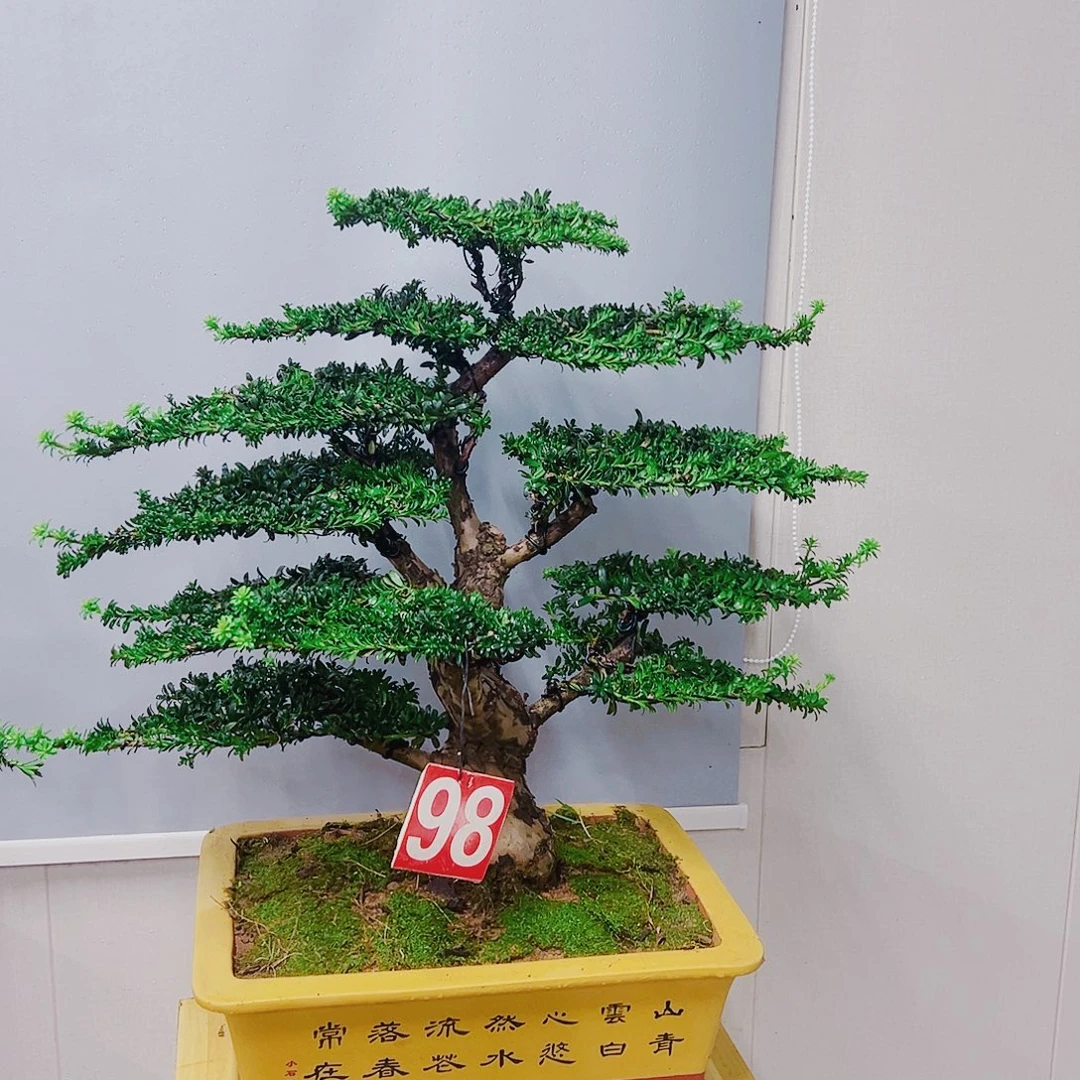 无花朵红芽这珍珠罗汉松