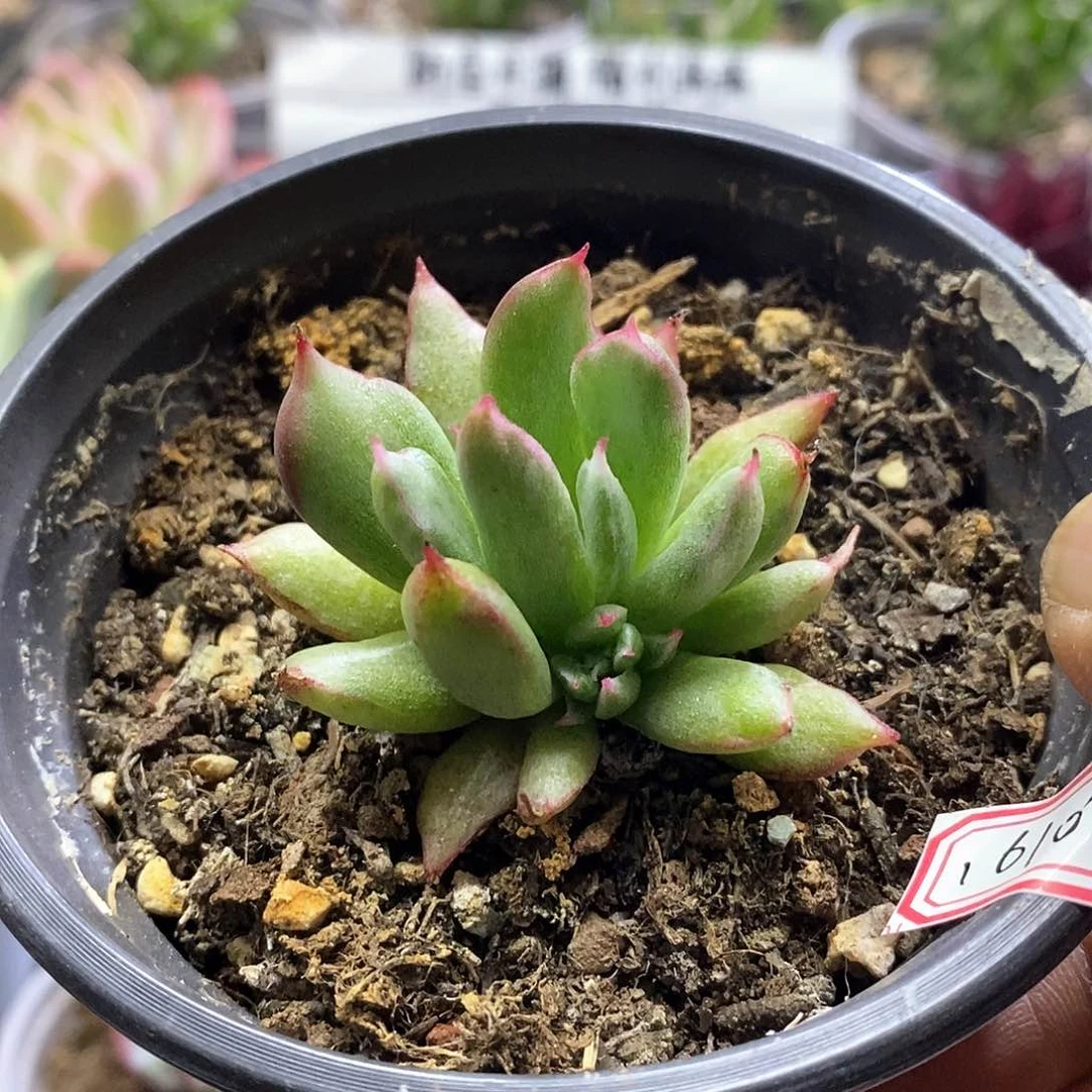 16103不知名石化拉丝锦