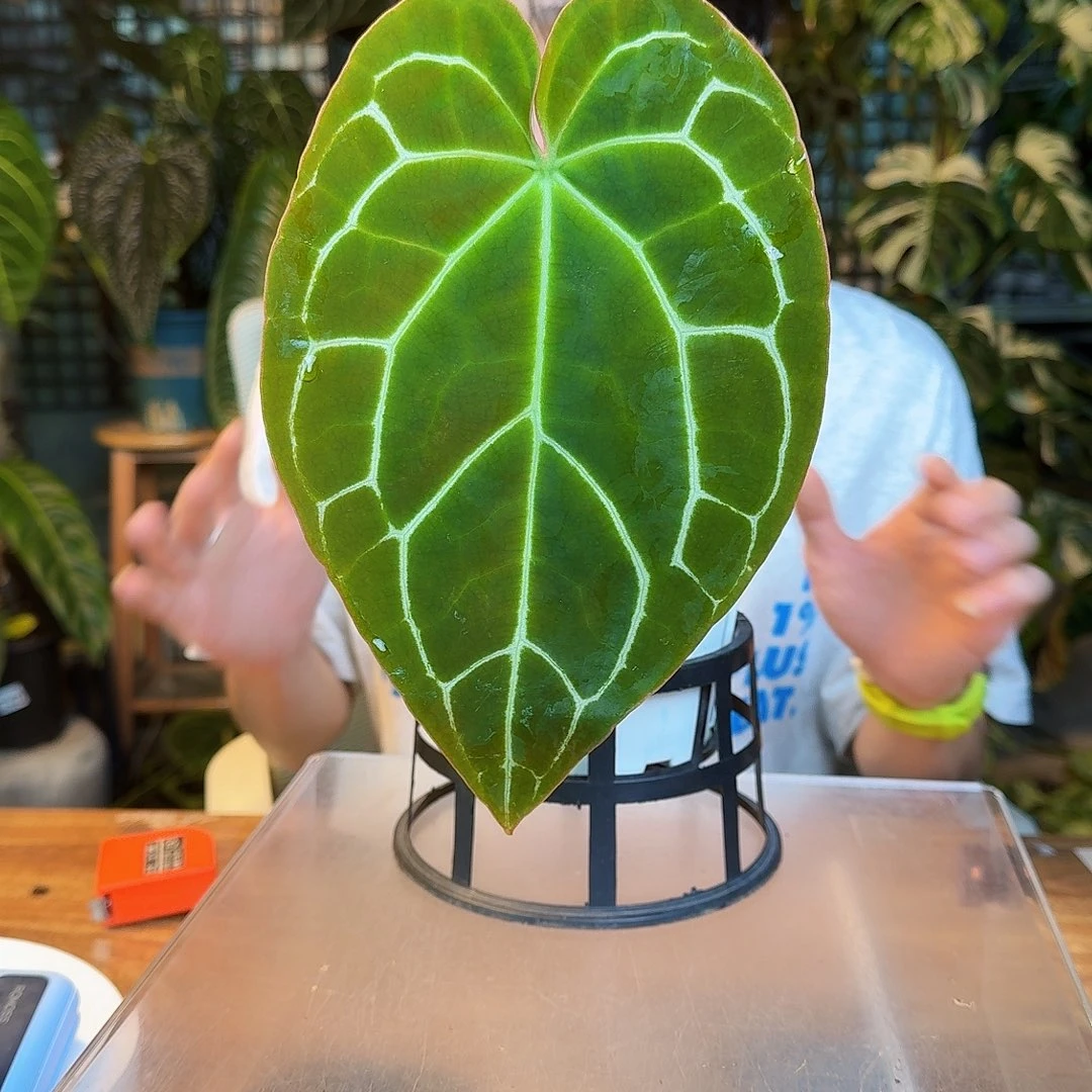 完全开放P50南美黑水晶