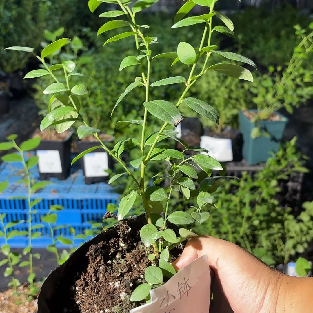 小钵F6 2颗 不售后