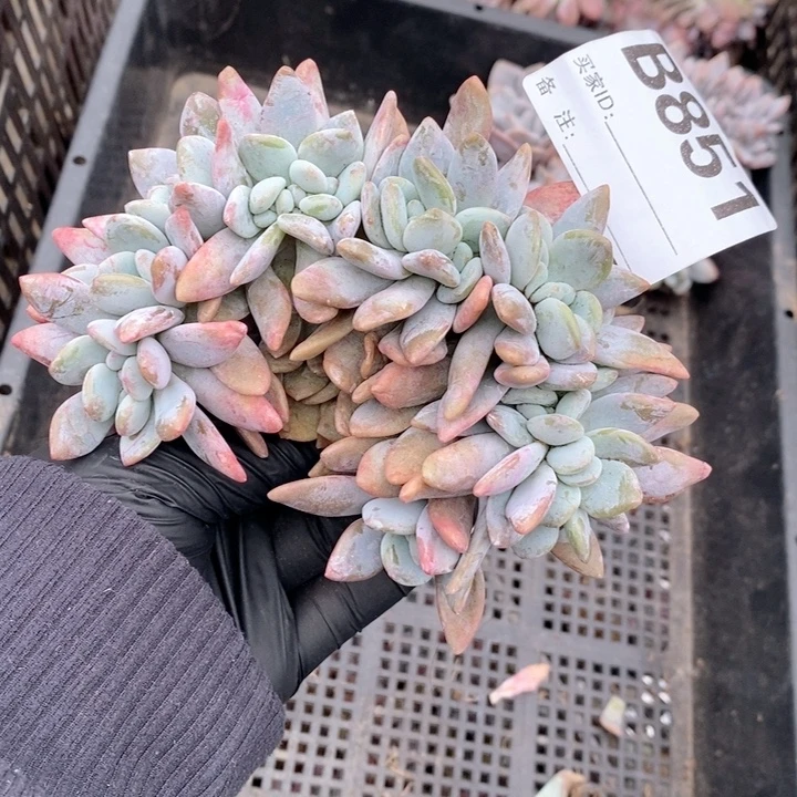 *****851 粉兔缀哇哇哇哇