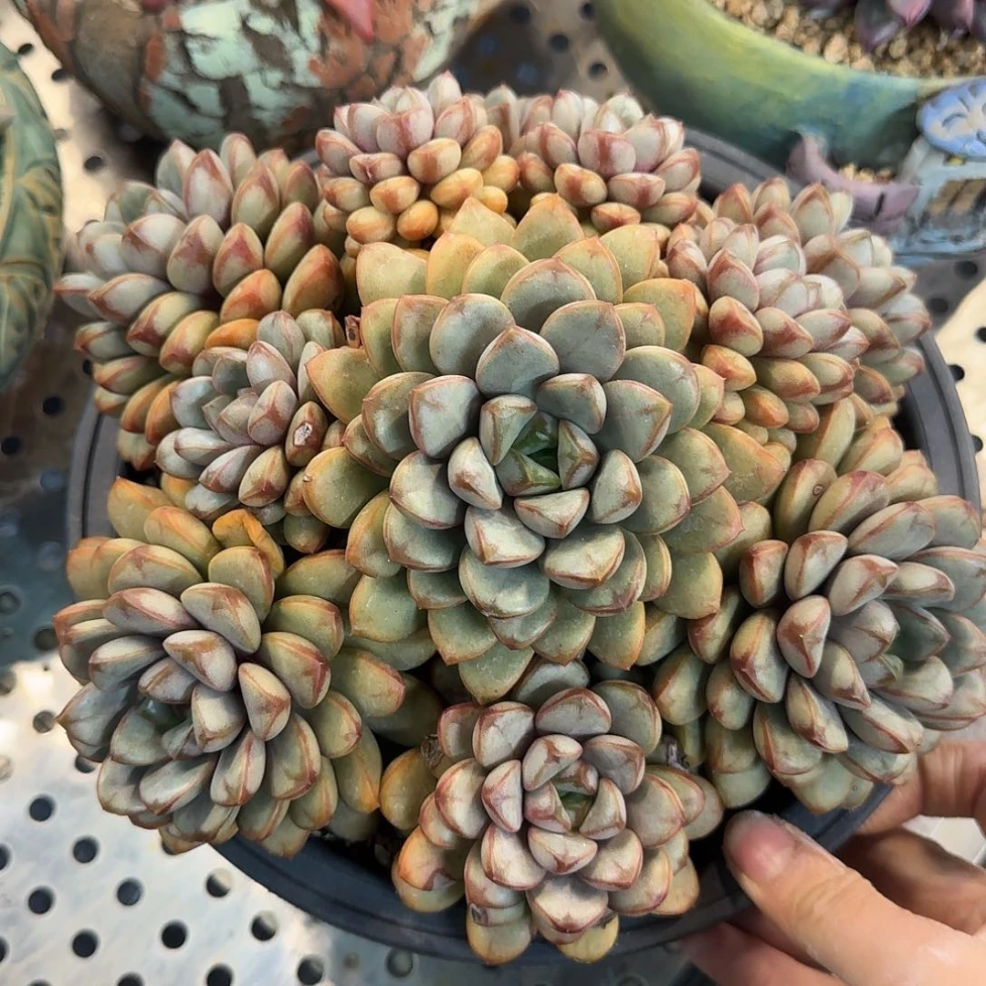 葡萄捧花。