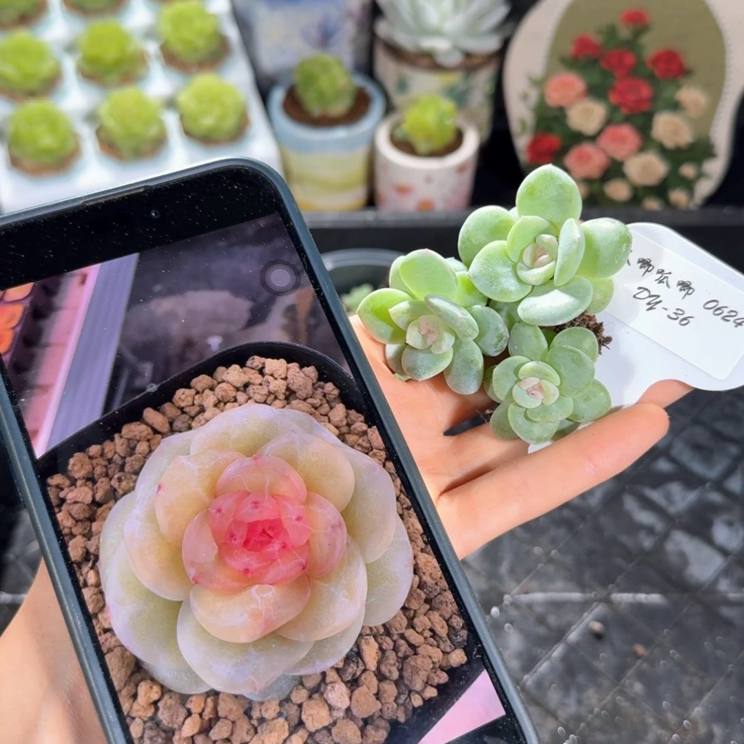 0623-36-花钿单头量拍一颗