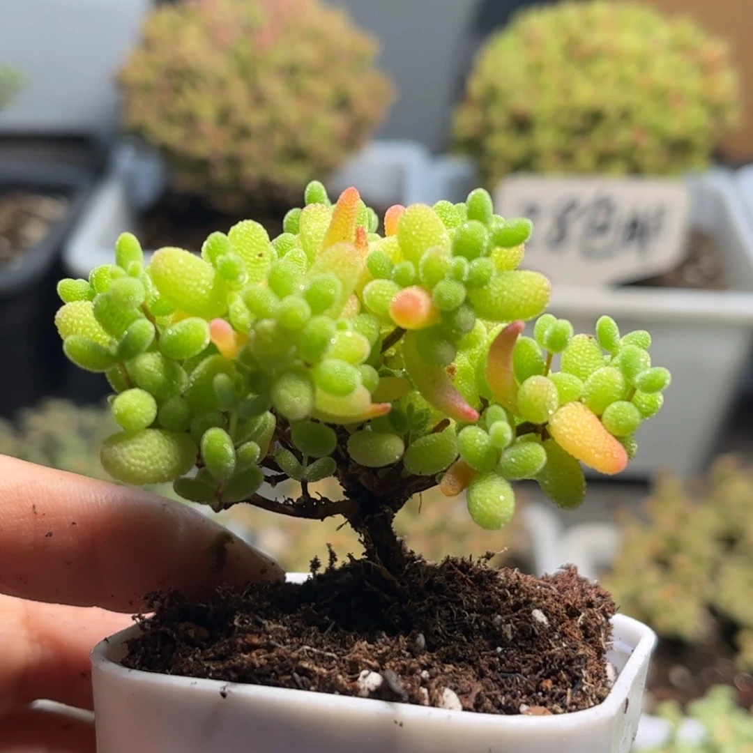 33蜜桔糖球优选枝干番杏