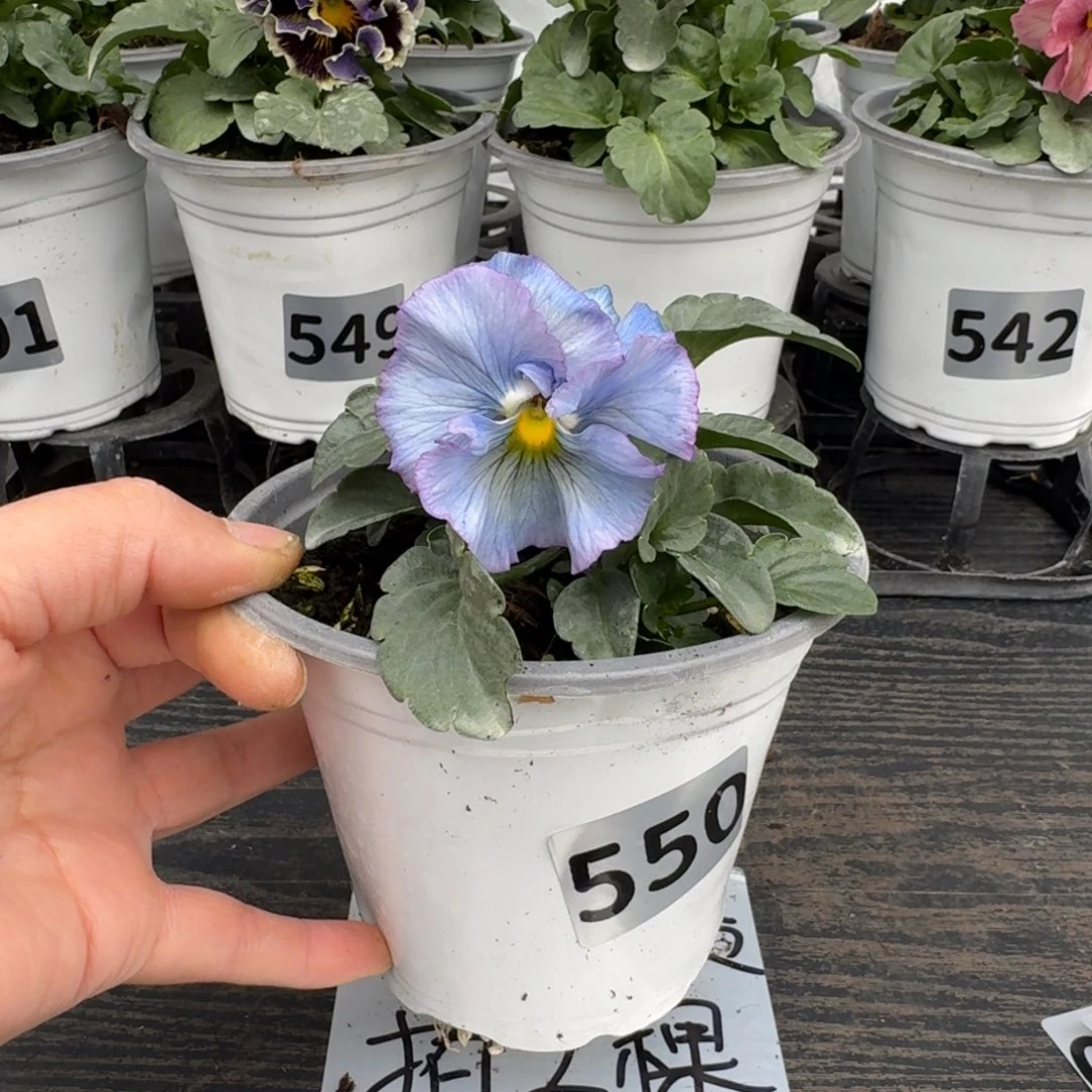 全部花朵550号重生