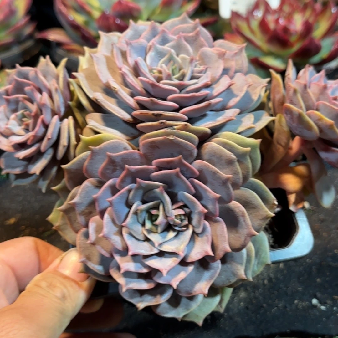 紫蝶一物一拍包装收缩花旱