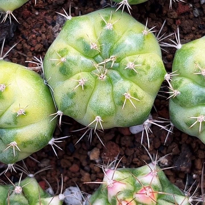 泰系绿巨人侧牙一物一拍