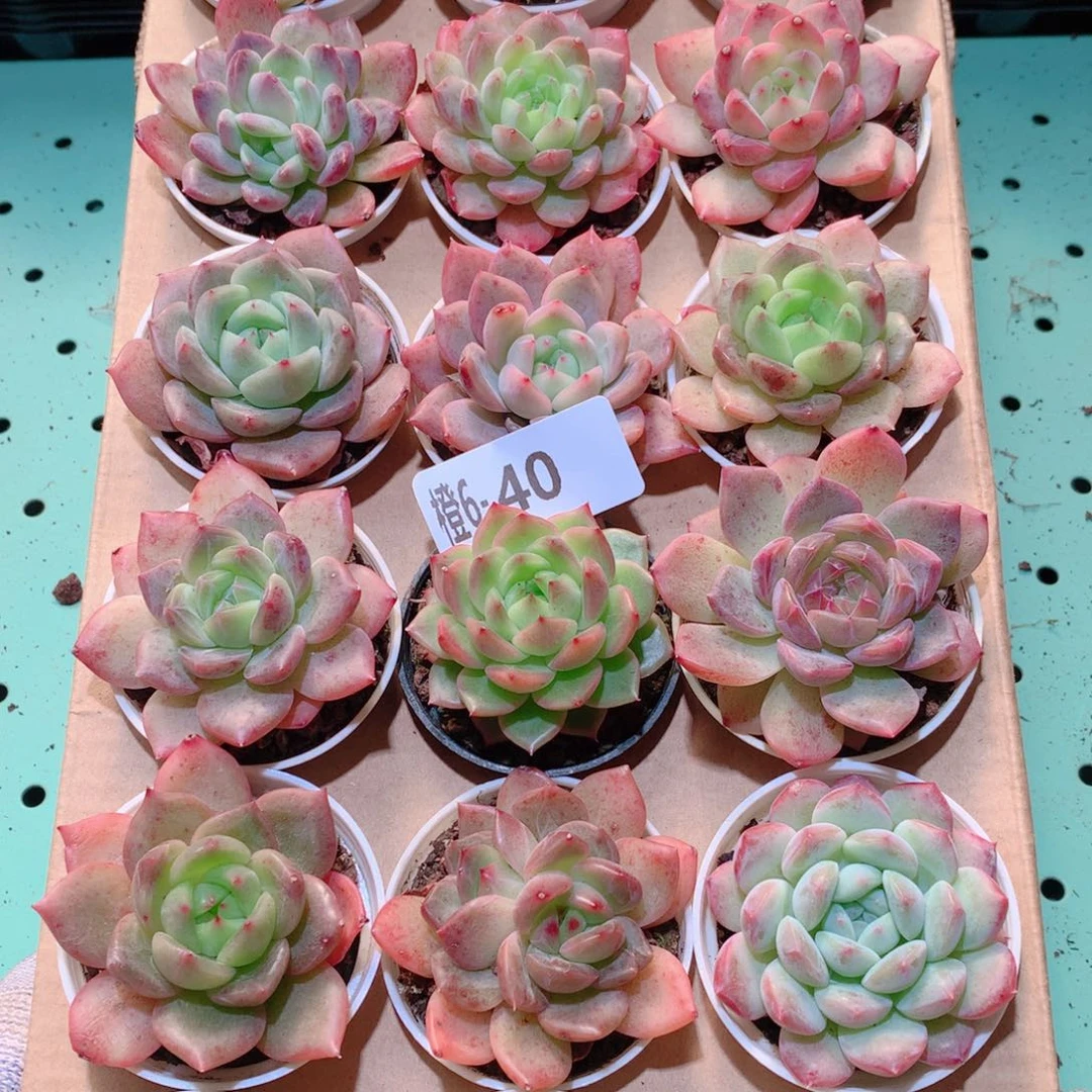 6-40一物一拍多肉带盆18颗