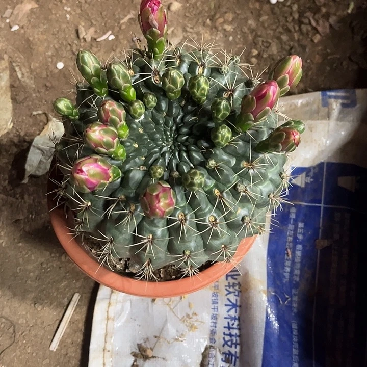 小**学飞花玉球球多肉