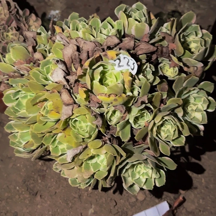223男神多肉植物不售后