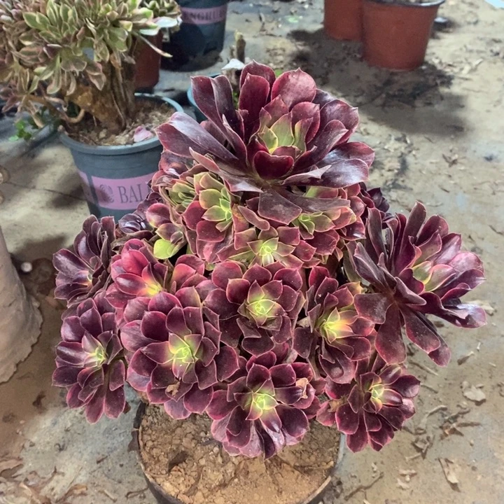 金丝雀多肉植物44