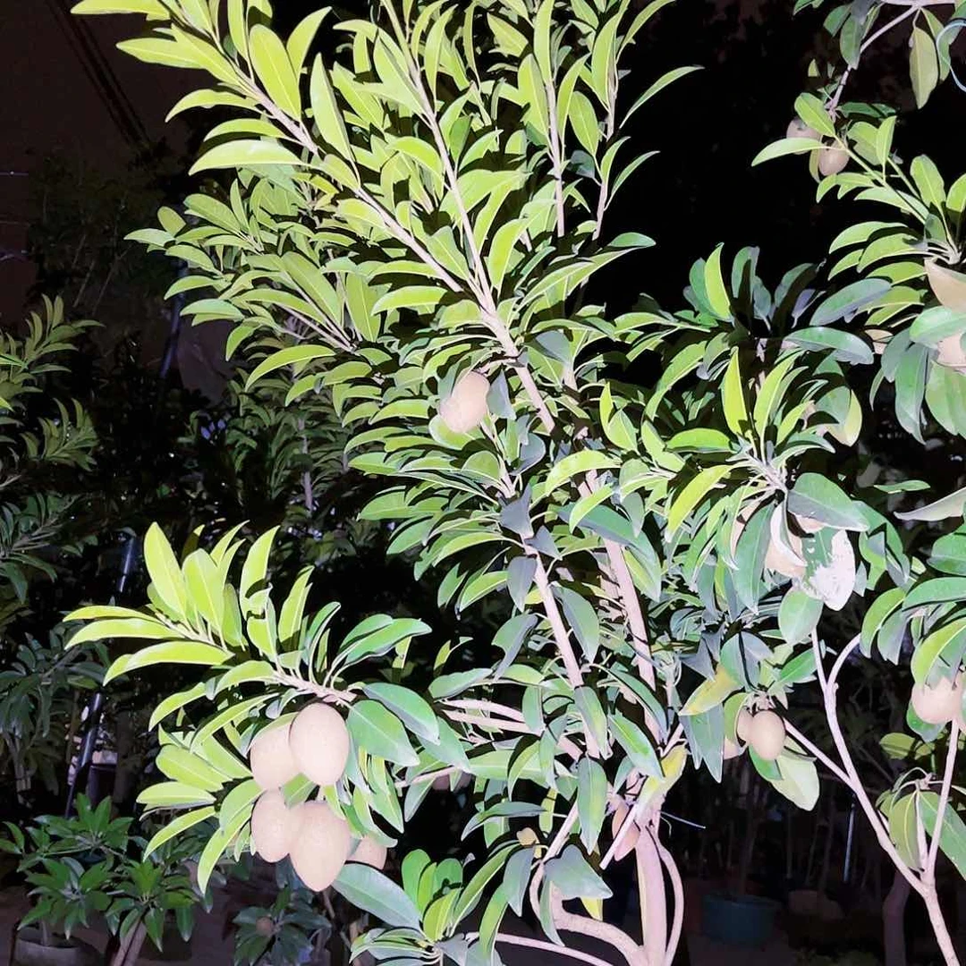 海果苗。果苗。果苗6666