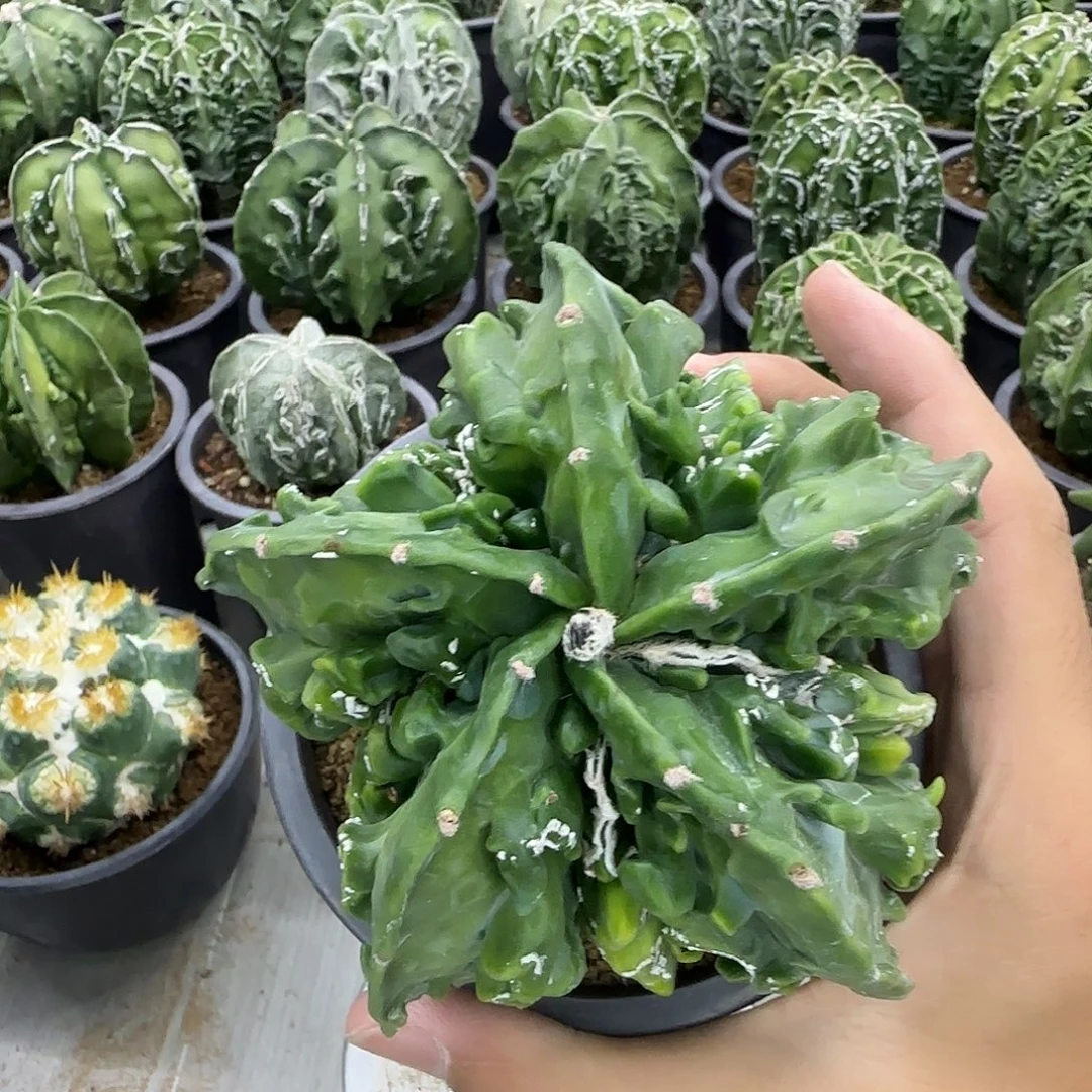核桃鸾凤玉实生020