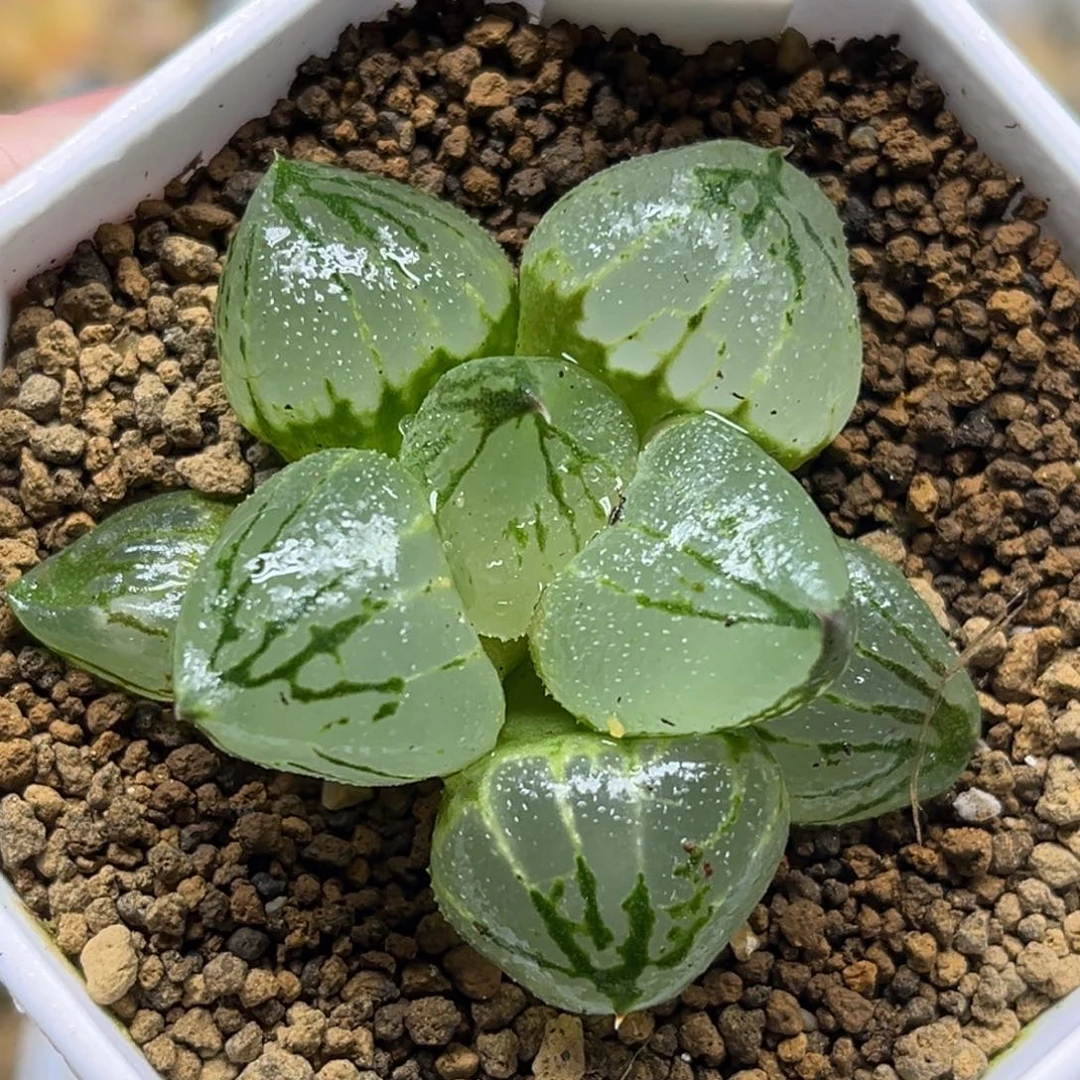 178虞美人福利专场