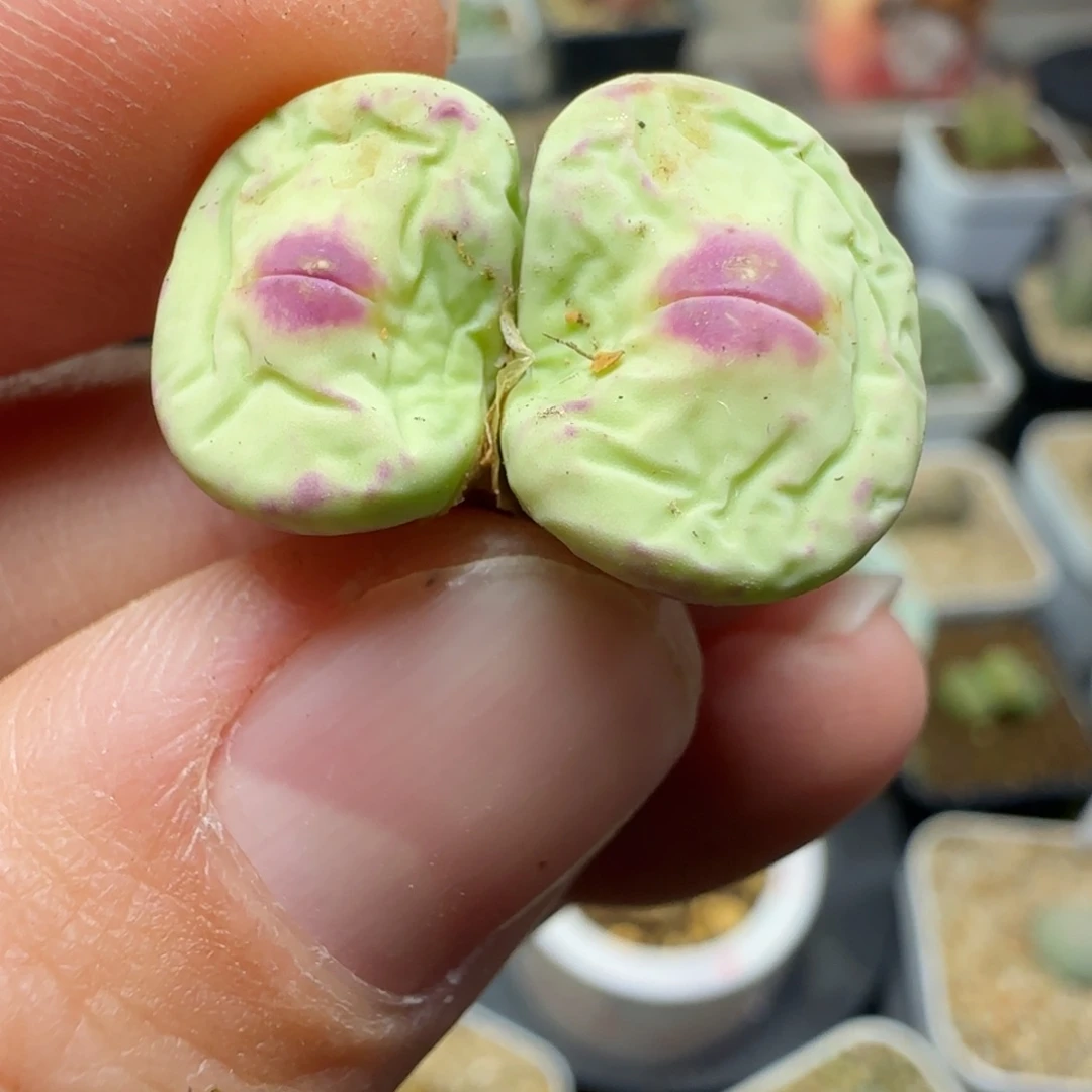 2.1号多肉大型嘟嘟嘴99号