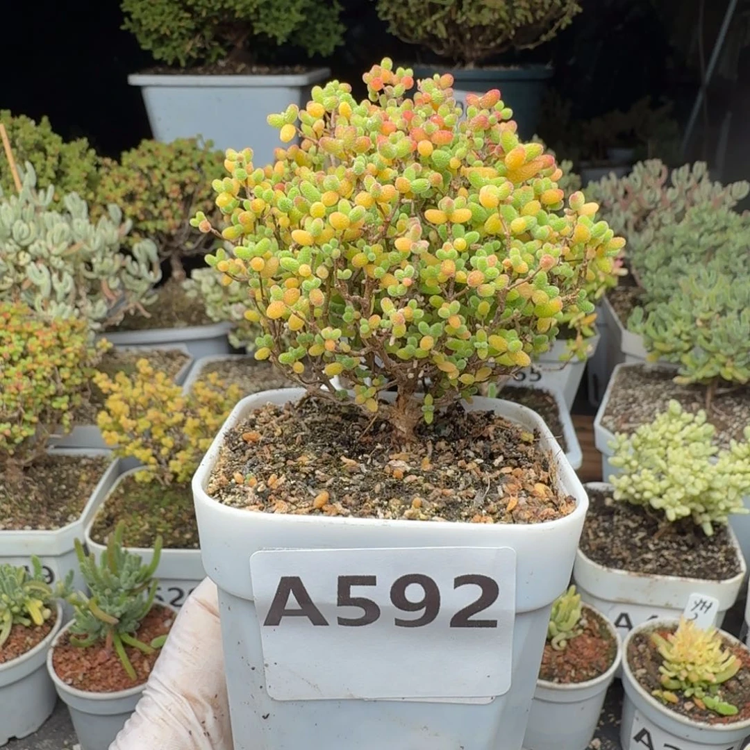 A592蜜橘树型一物一拍