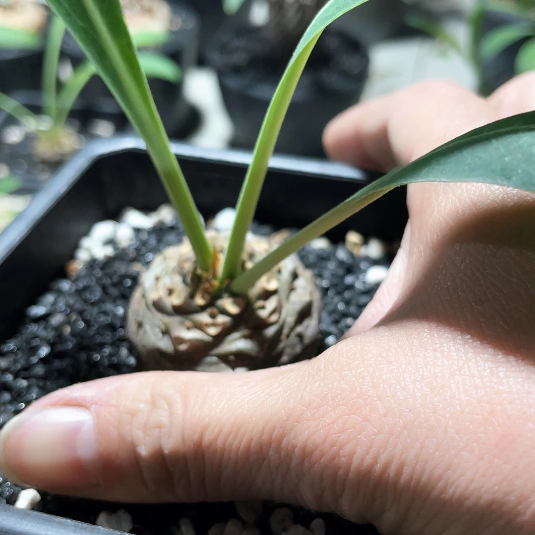 往**忆666666666666666666