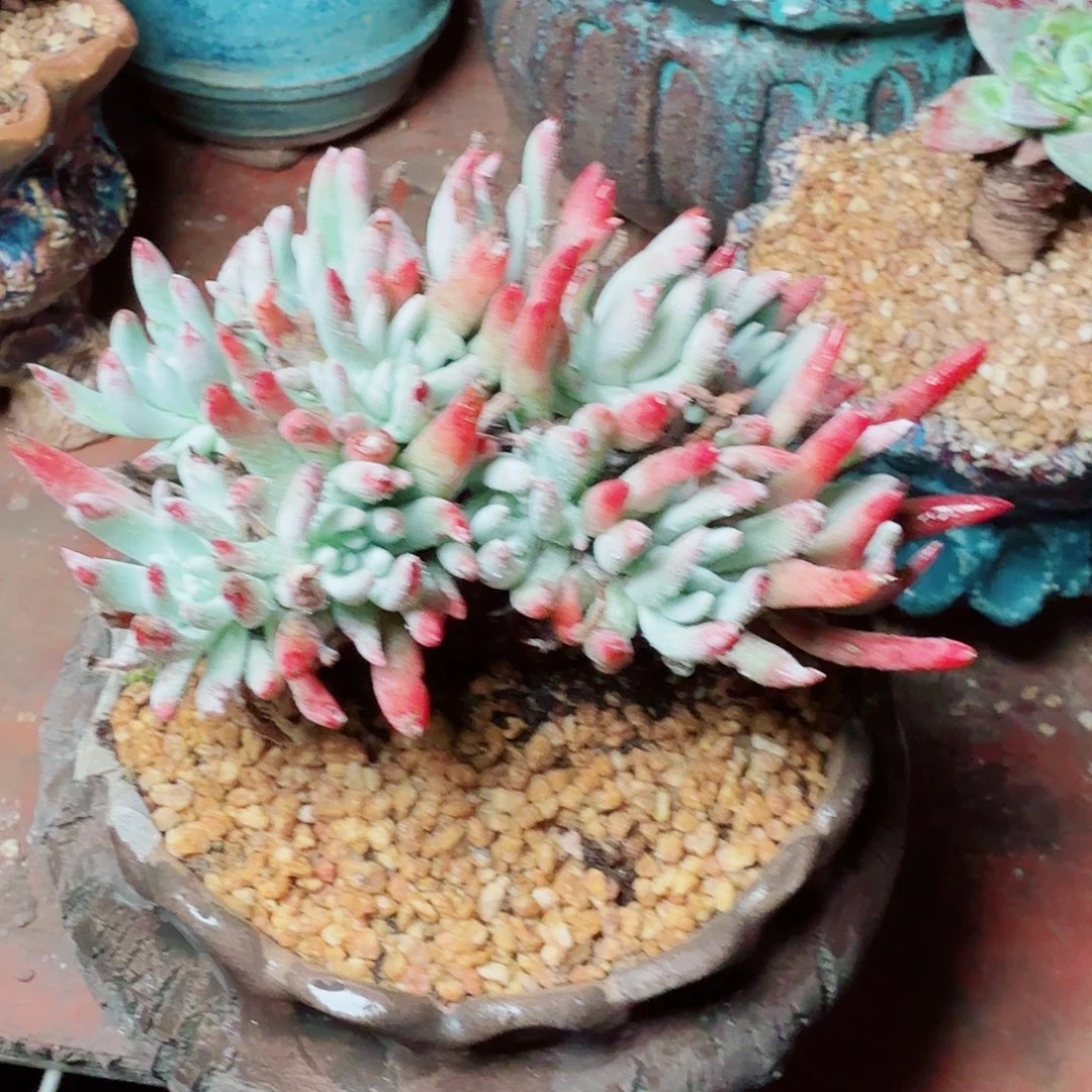 6448雪花白菊多肉