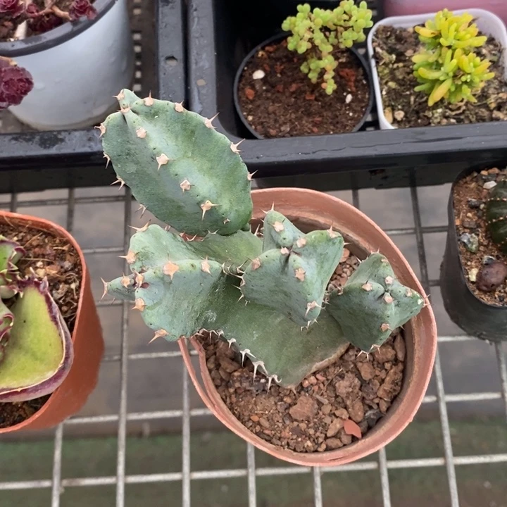 伯克利和格蕾纳等著名音乐家