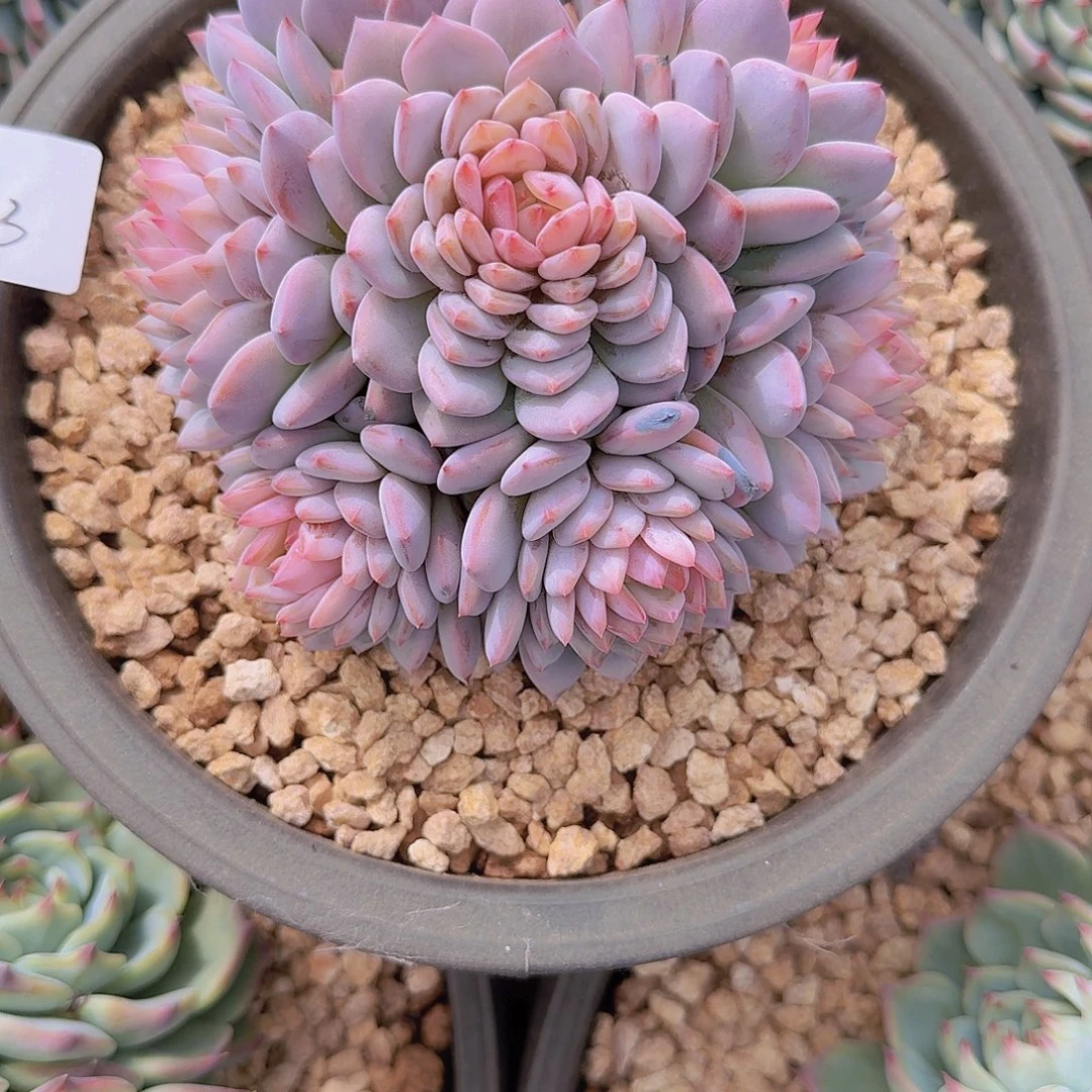 朵***朵3093星星多肉植物