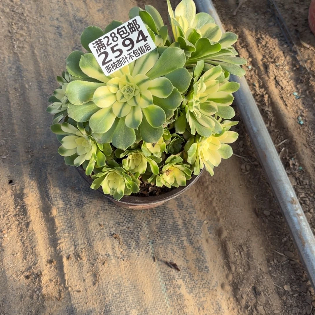 N. 2594雪莲多肉，cad