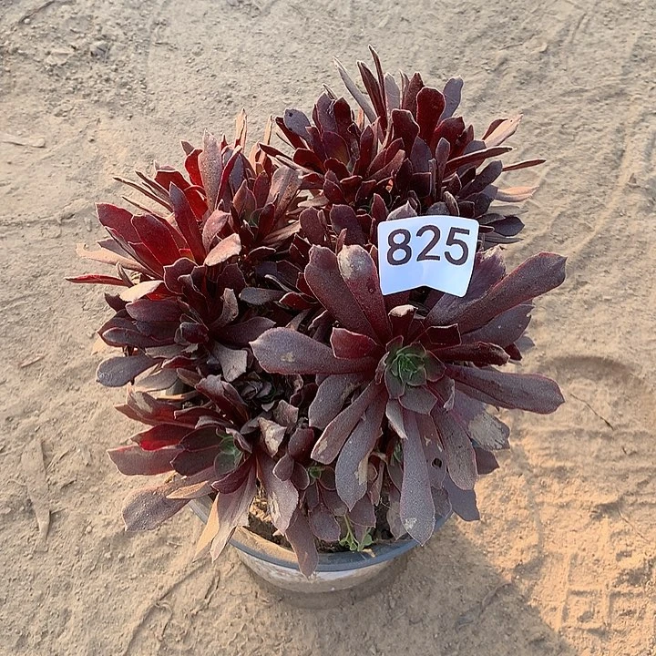 无花朵825赤霞飞中