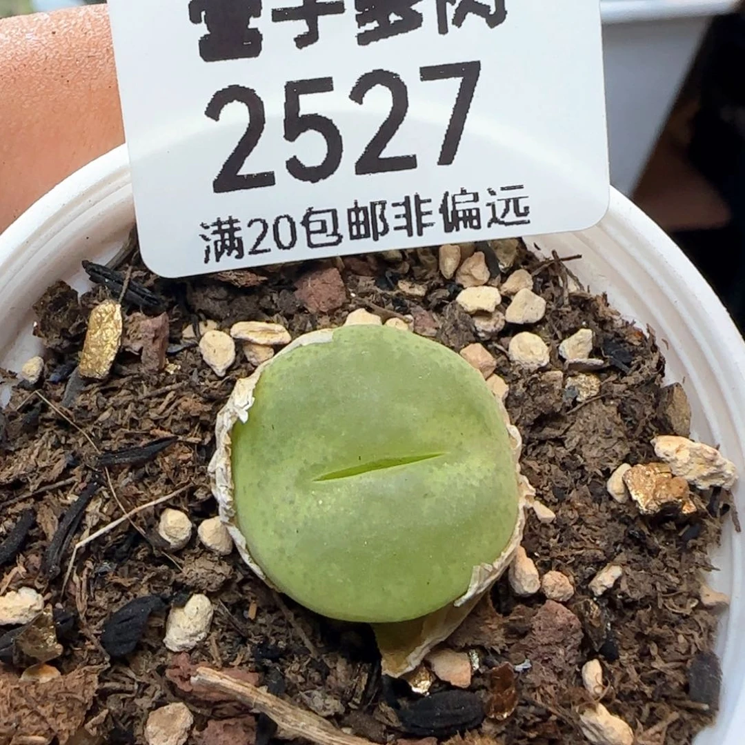 翠光带盆土。