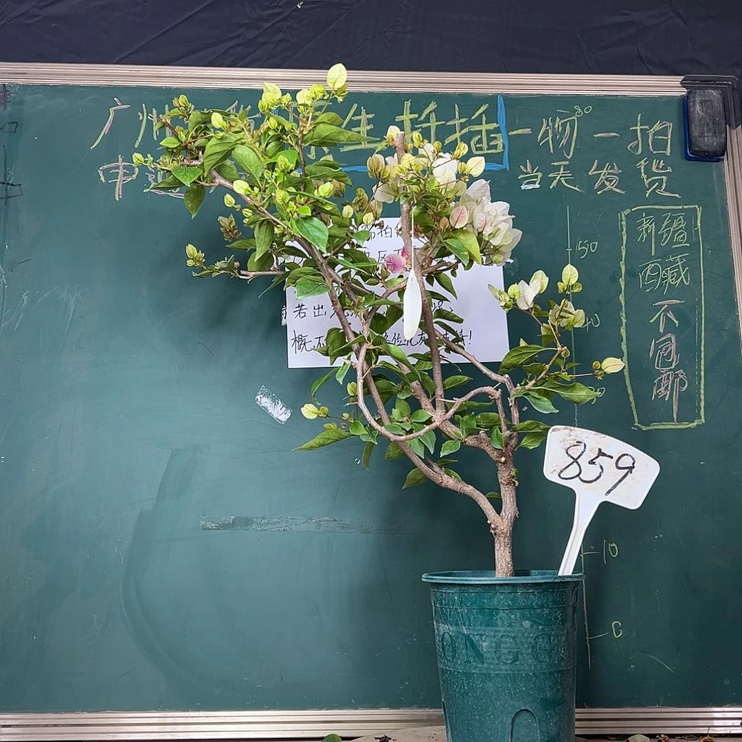 完全开放漳红樱 原生小树头859