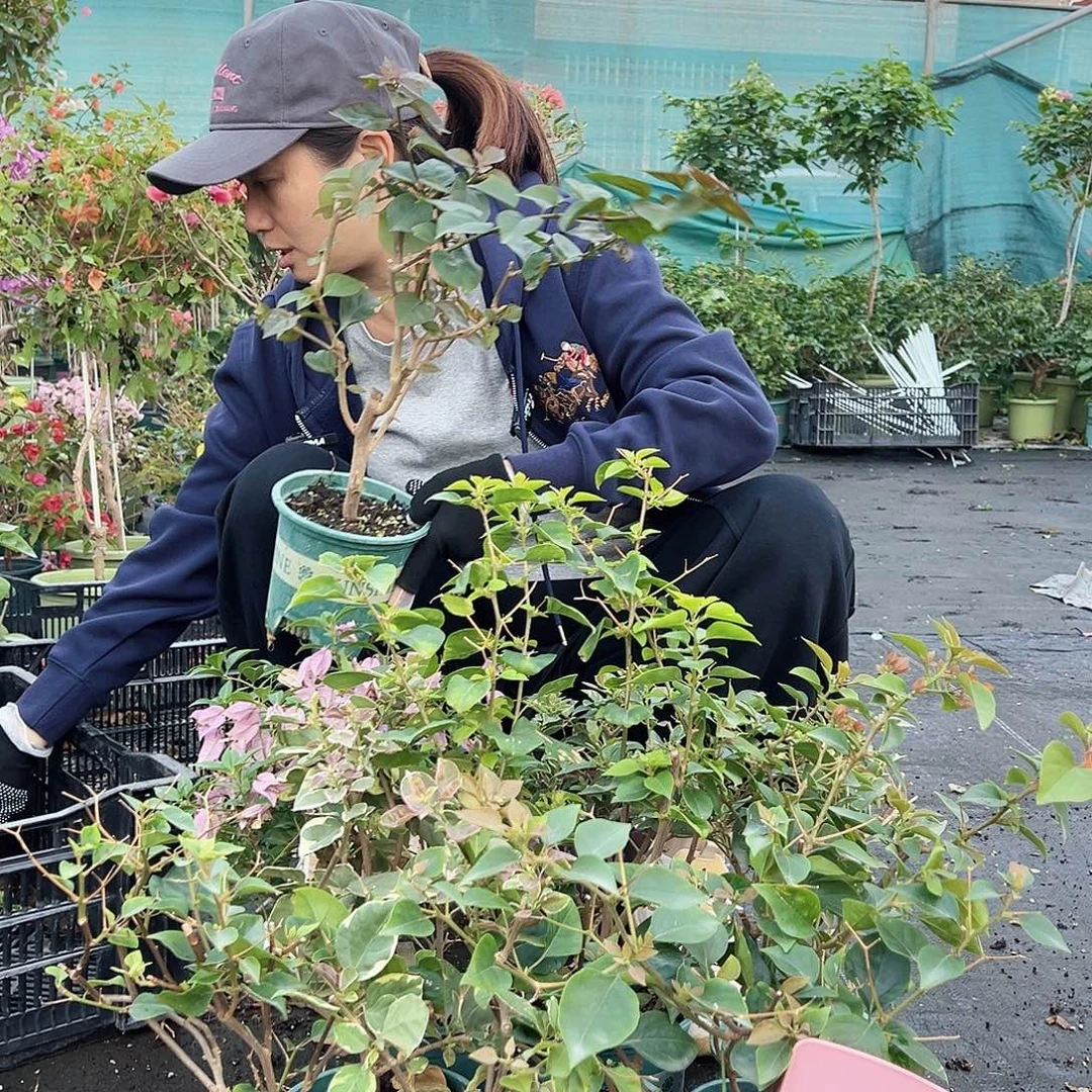 大部分花苞少量开放M100随机掌中宝三颗