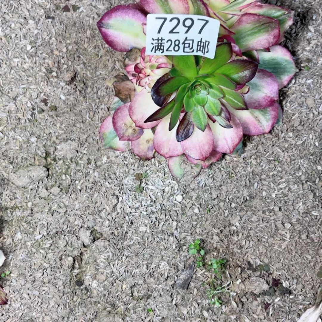 ▽***▽G.  7297海王多肉