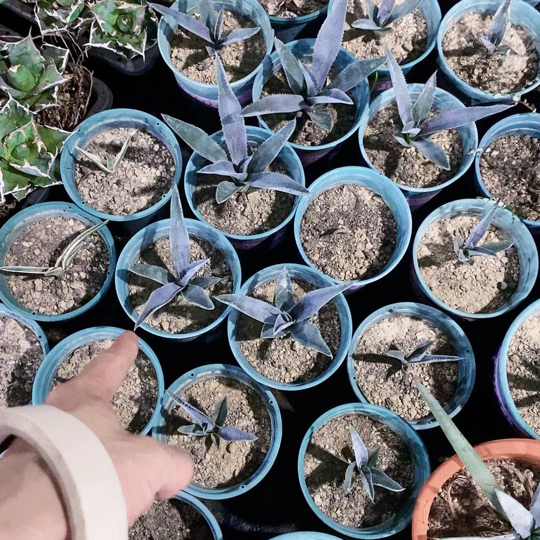 薰衣草夫人侧芽一棵111