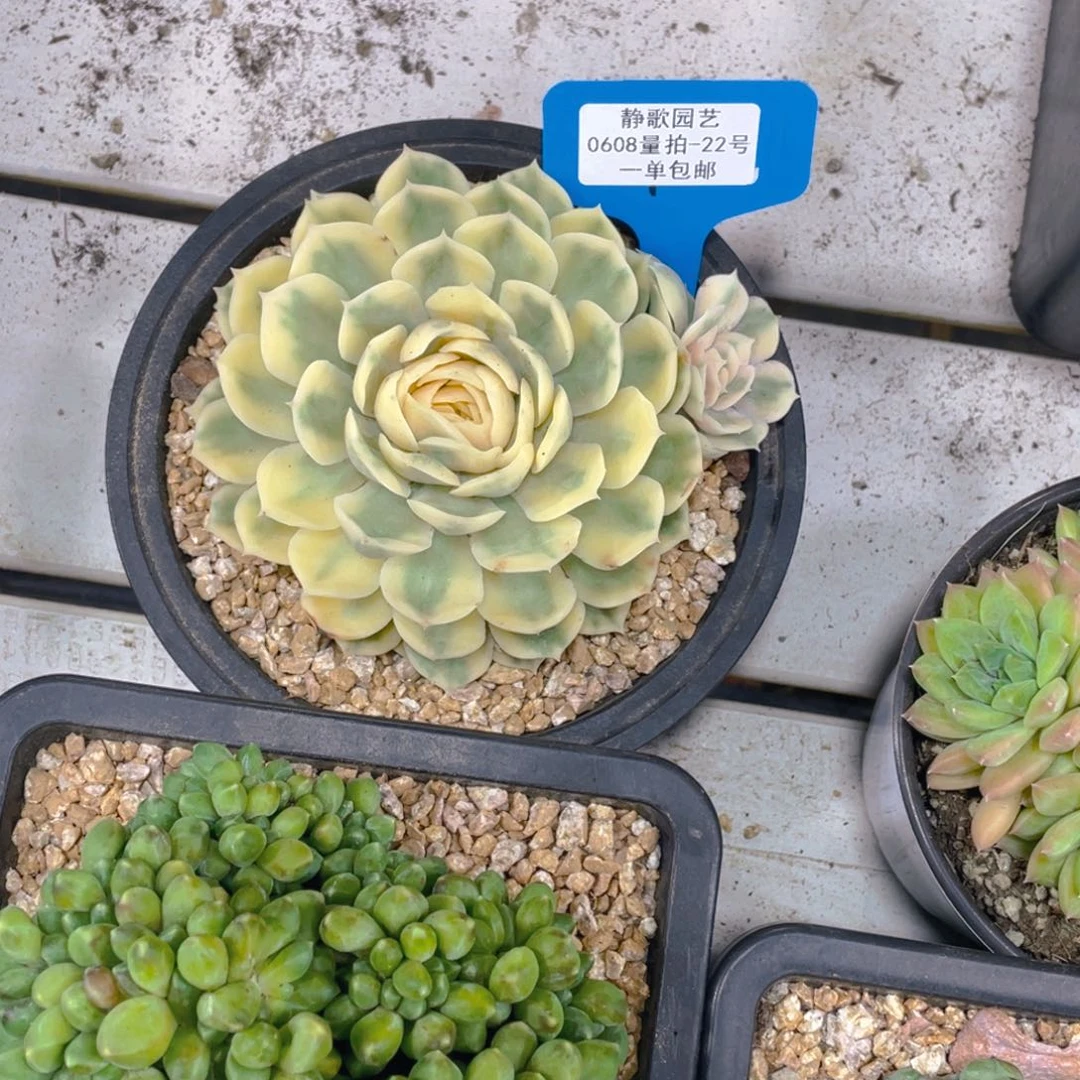 0608-22-昂斯诺锦单头一颗量拍