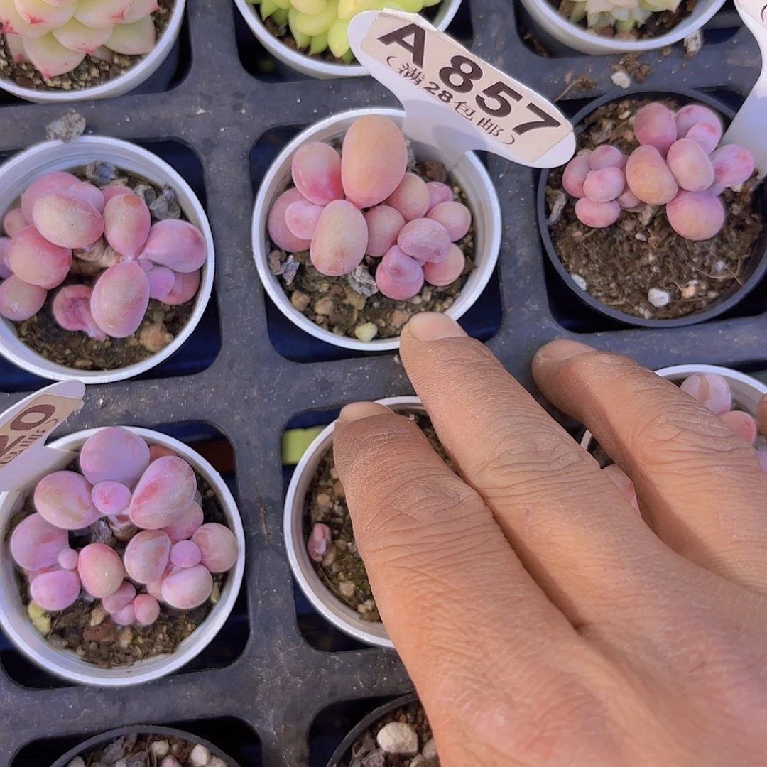 A857桃蛋一物一拍