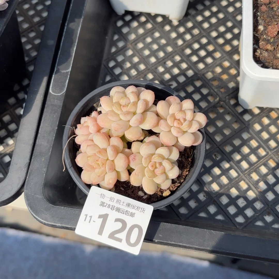 阳光玫瑰老桩整群