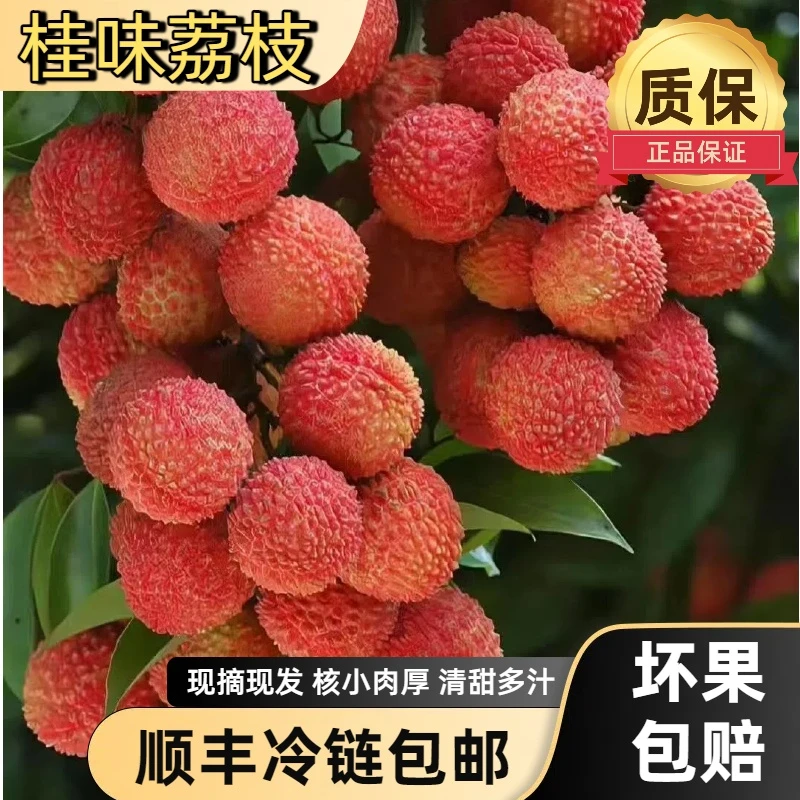 【果园最后200单】岭南东莞桂味荔枝新鲜现摘现发核小果香顺丰空运