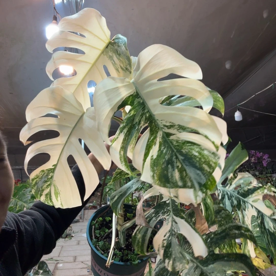 N***u完全开放7977的龟