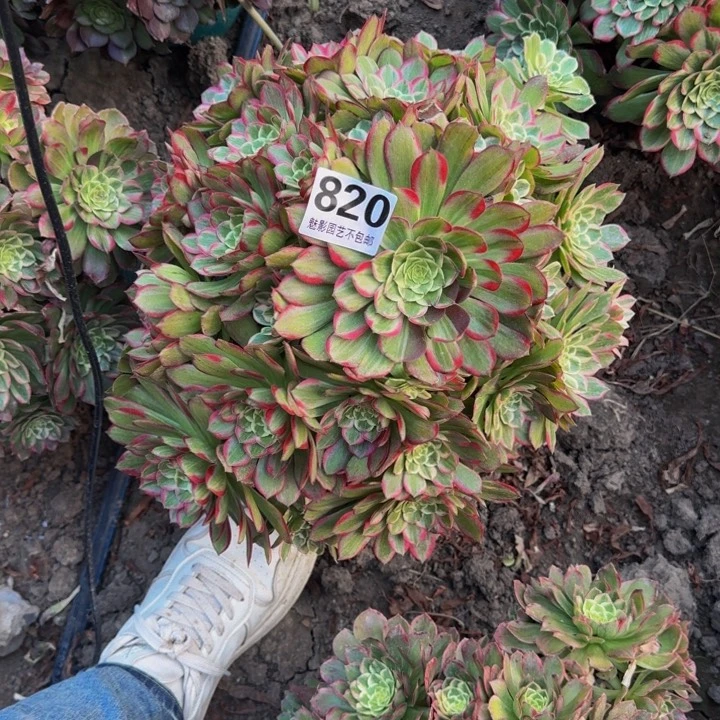 莲花花 27-39包邮花花