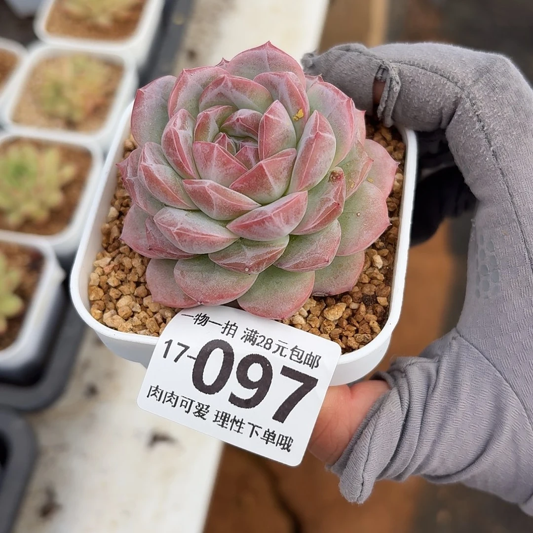 红心粉钻无盆土发货无